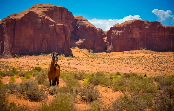 Скалы, пустыня, лошадь, мустанг, Аризона, Юта, США, Дикий Запад