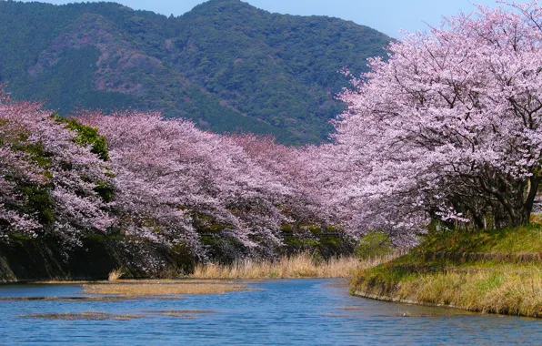 Картинка река, гора, весна, Япония, сад, сакура, цветение