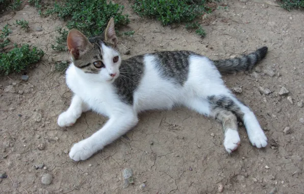 Cat, macro, Animal