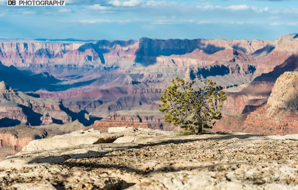 Картинка Гранд-Каньон, tree, South Rim, the Grand Canyon, Саут-Рим