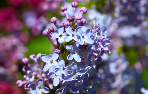 Flower, spring, lilac