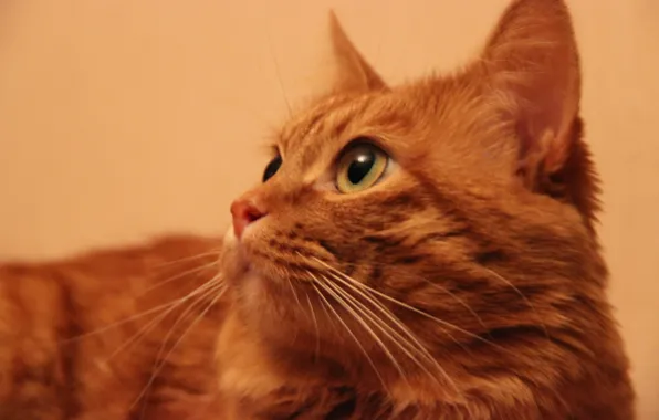 Кот, ушастик, Фося