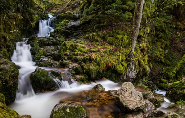 Картинка лес, деревья, ручей, камни, Франция, водопад, мох, склон