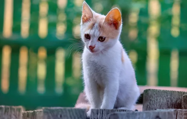 Кошка, белый, взгляд, морда, поза, котенок, доски, забор