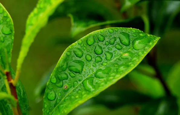 Water, macro, drops, leaf
