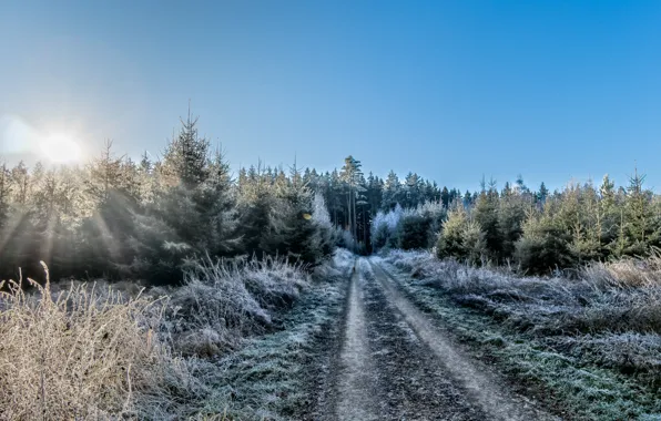 Картинка зима, лес, утро