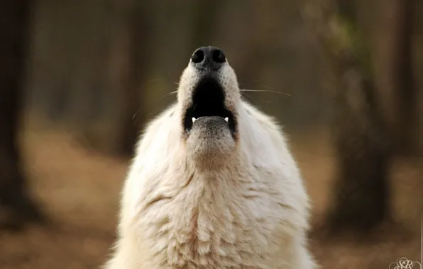 Картинка nature, predator, animal, wolf, wildlife, portrait, portrait., Canis lupus. face