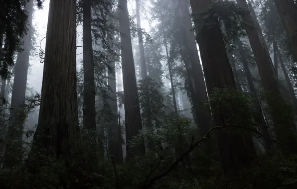 Лес, деревья, природа, туман, USA, США, Национальный парк Редвуд, Redwood National Park