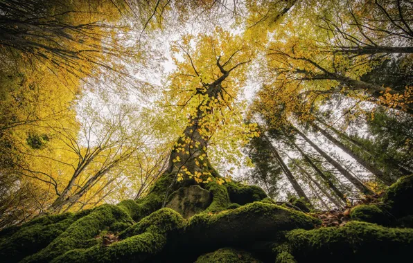 Осень, лес, деревья, природа, листва, вверх