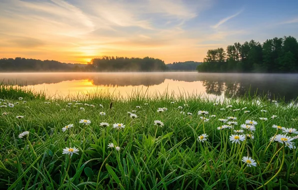 Цветы, туман, река, рассвет, обои, wallpaper, river, flowers