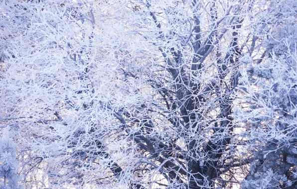 Зима, лес, снег, деревья, природа, красота, Morgendorffer