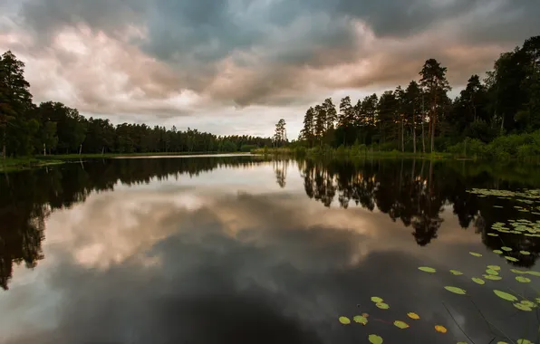 Лес, природа, озеро, сумерки, гладь воды