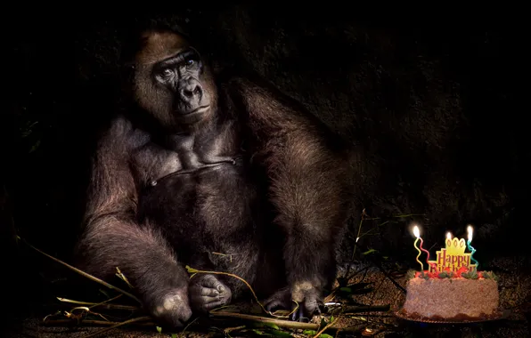 Картинка день рождения, праздник, обезьяна, торт