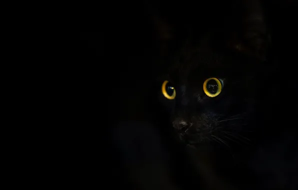Кошка, кот, взгляд, морда, черный, черный фон, желтые глаза