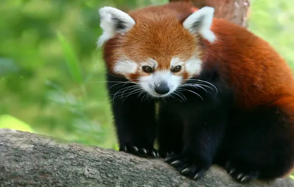 Красная, панда, firefox, малая панда, бамбуковый медведь
