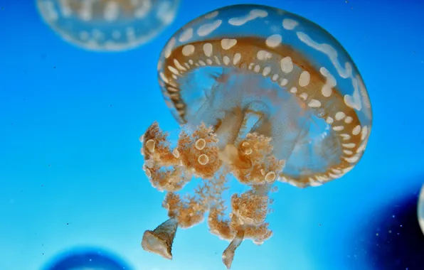 Вода, макро, синий, медуза, подводный мир