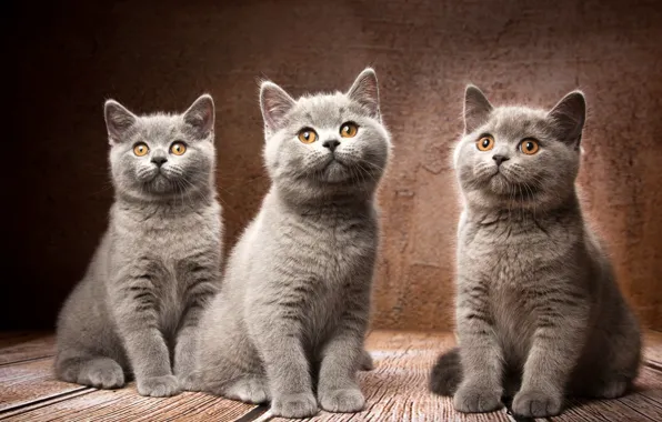 Фон, котята, трио, троица, Британская короткошёрстная кошка, Наталья Ляйс