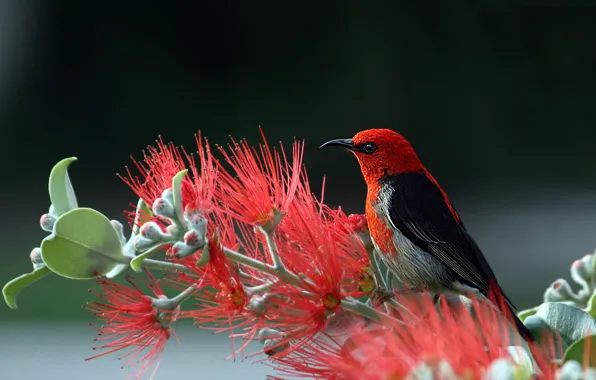 Цветы, flowers, ветка дерева, нектарница, красота природы, tree branch, small bird, beauty of nature
