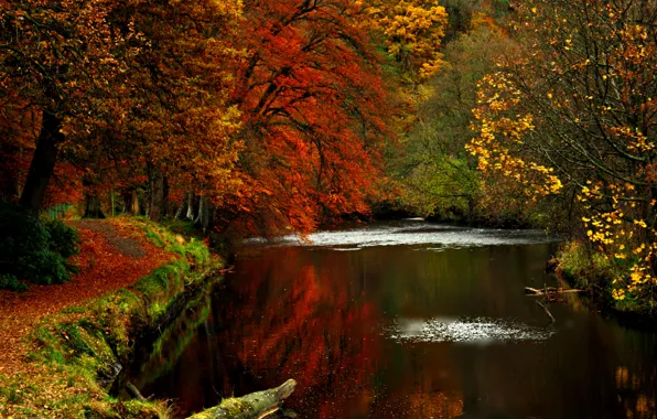 Картинка дорога, осень, листья, вода, деревья, природа, река