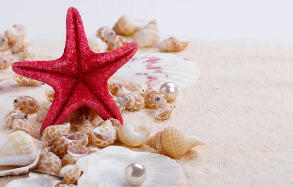 Картинка песок, ракушки, wood, sand, marine, still life, жемчужина, starfish