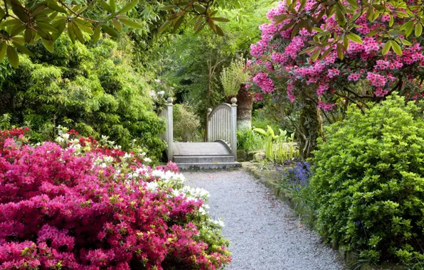 Сад, лестница, дорожка, Великобритания, магнолия, цветущие деревья, United Kingdom, gardens