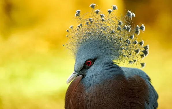 Картинка природа, птица, Victoria crowned Pigeon