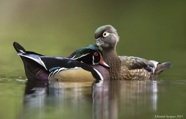 Вода, озеро, утки, пара