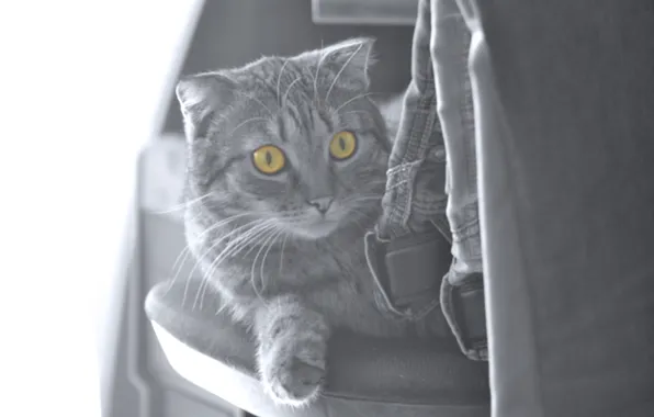 Кошки, cat, черно - белый