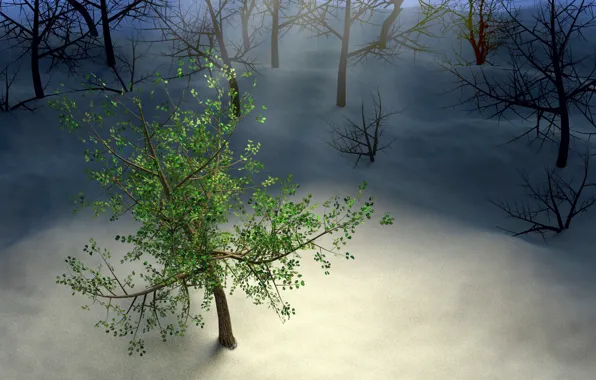 Картинка зима, лес, листья, лучи, снег, ночь, дерево, wood