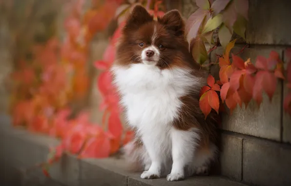 Dog, beautiful, fluffy