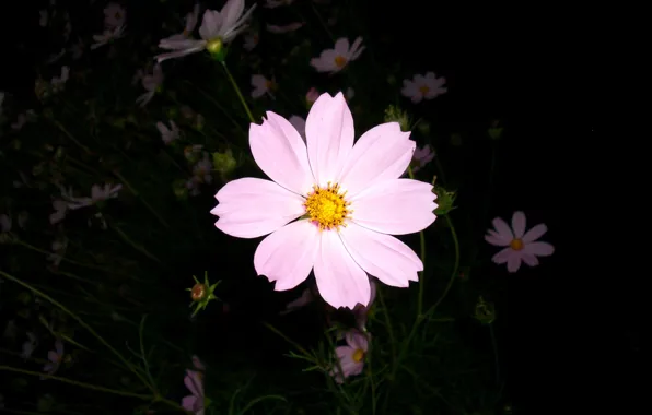 Flower, Pink Flower, A Flower