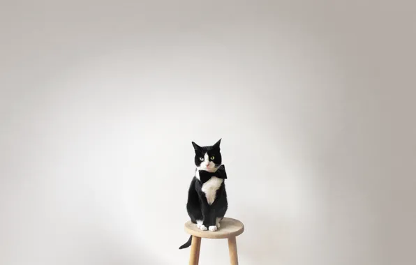 Животные, кот, взгляд, бабочка, кошак, стул, галстук
