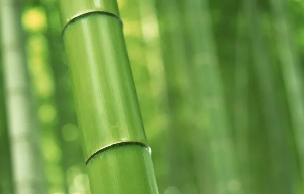 Бамбук, nature, ствол макро