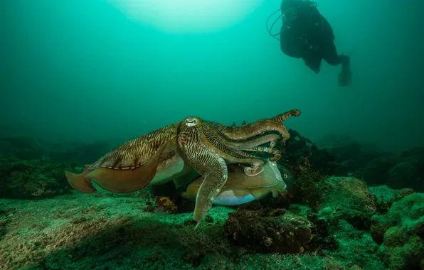 Море, осьминог, подводный мир