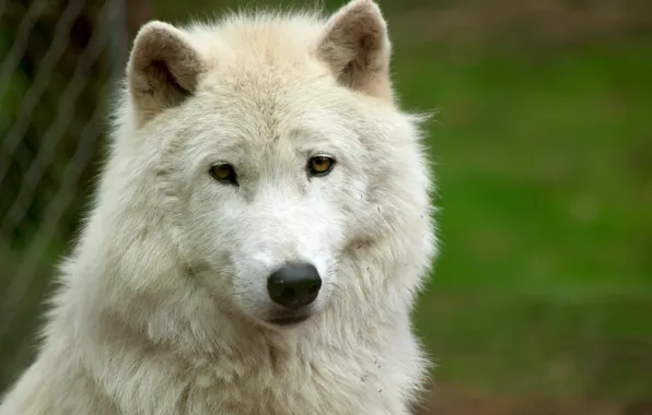 Белый, взгляд, морда, волк, white wolf