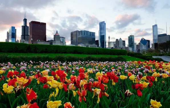 Картинка небо, цветы, здания, небоскребы, тюльпаны, USA, америка, чикаго