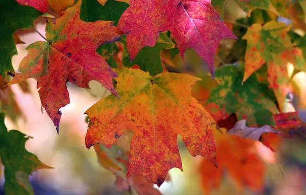 Осень, листья, природа, цвет