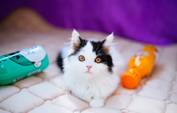 Кошка, взгляд, поза, котенок, черно-белый, малыш, одеяло, котёнок
