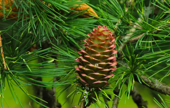 Pine, spruce, cone