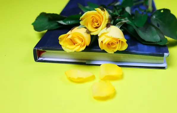 Цветы, роза, розы, букет, желтые, лепестки, книга, желтый фон