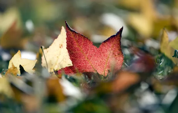 Осень, листва, шуршит, automne