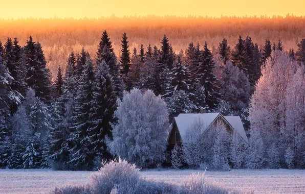Картинка зима, лес, снег, дом, мороз, cold winter day