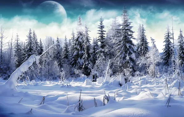 Картинка зима, снег, Елки