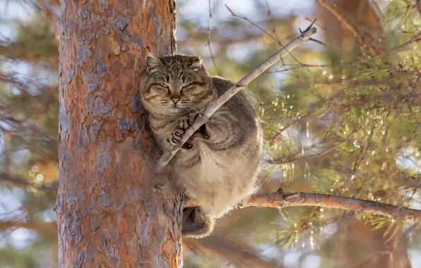 Картинка кот, на дереве, котэ, Ирина Коледова