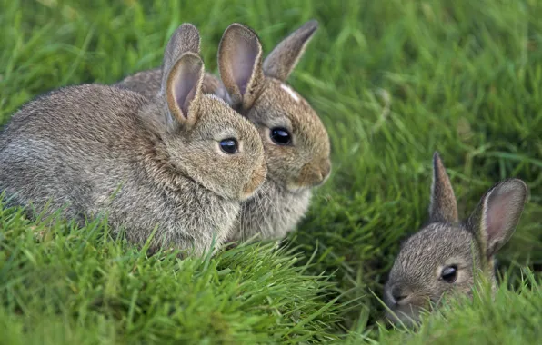 Картинка трава, глаза, кролики