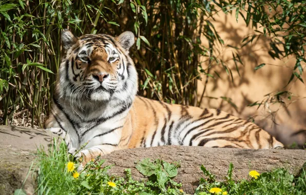 Картинка цветы, тигр, камни