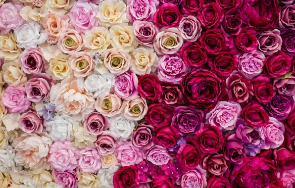 Цветы, фон, розы, white, бутоны, pink, flowers, декор