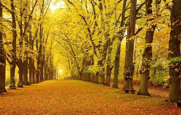 Картинка осень, листья, деревья, парк, Германия, Бавария, аллея, скамья