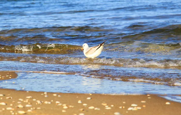 Beach, bird, water, seagull