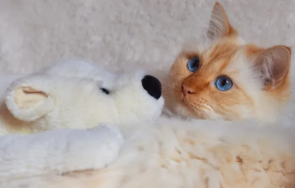 Кошка, кот, взгляд, поза, вместе, игрушка, медведь, рыжий